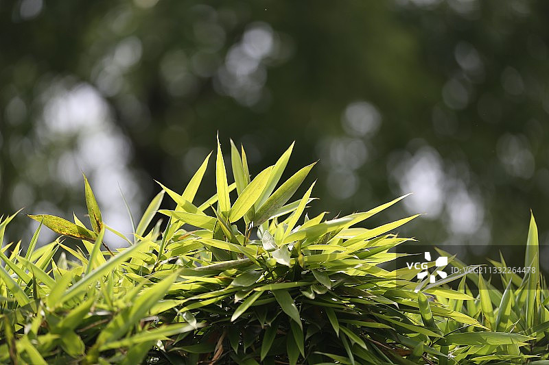 竹子，竹叶，寺庙图片素材