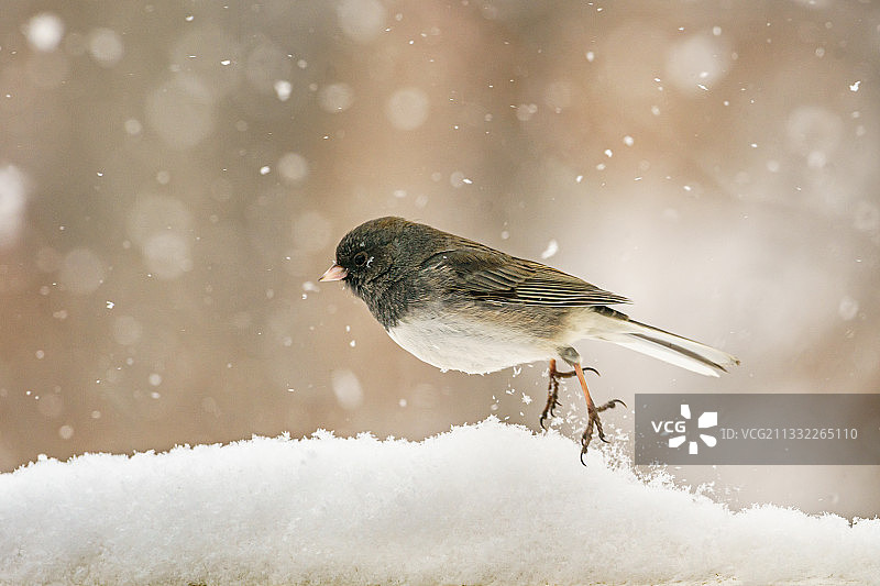 栖息在雪地上的黑鸟特写，美国艾奥瓦州贝滕多夫图片素材