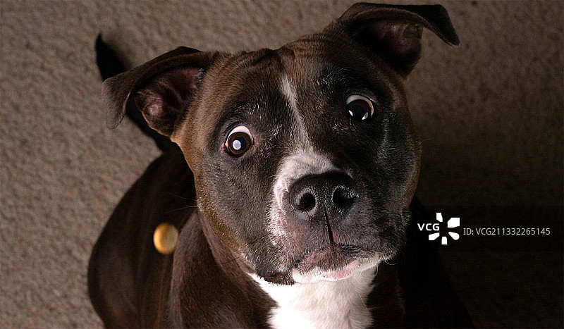 比特斗牛梗的特写肖像，美国新墨西哥州图片素材