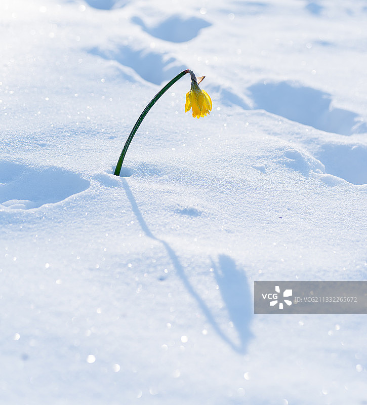 雪地上的黄色花朵特写图片素材