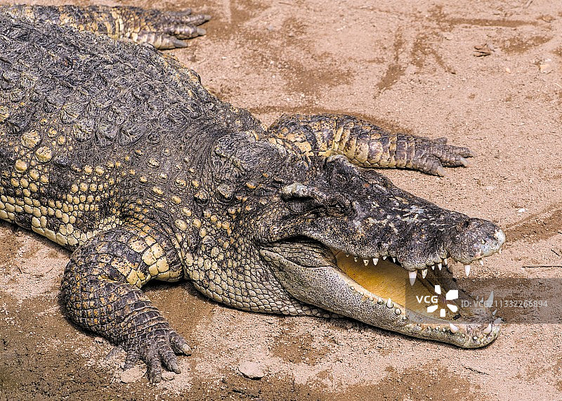 泰国动物园里的鳄鱼俯视图图片素材