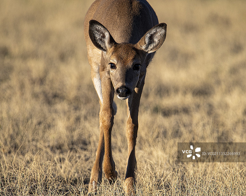 站立在陆地上的豺狼图片素材