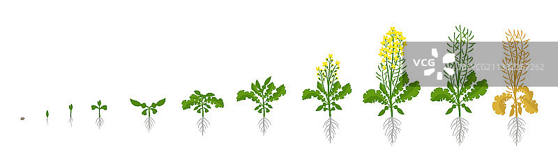 油菜籽生长阶段图片素材