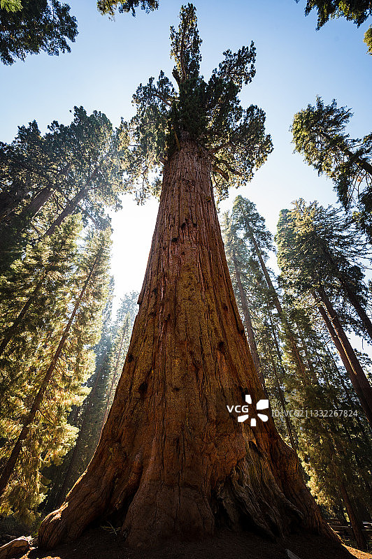 美国加利福尼亚州红杉国家公园：天空下森林中的树木仰视图片素材