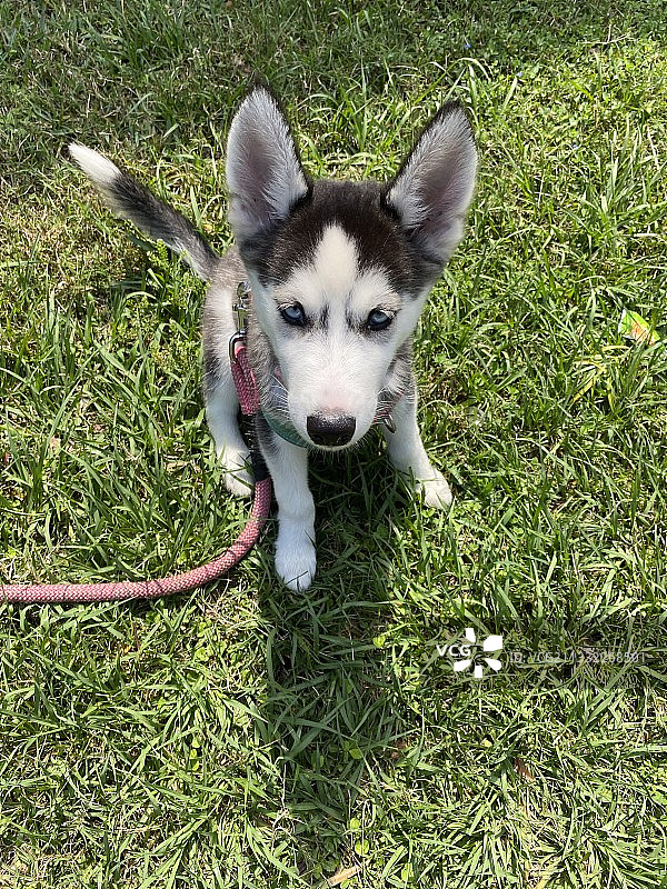 高角度拍摄：西伯利亚哈士奇在田野上图片素材