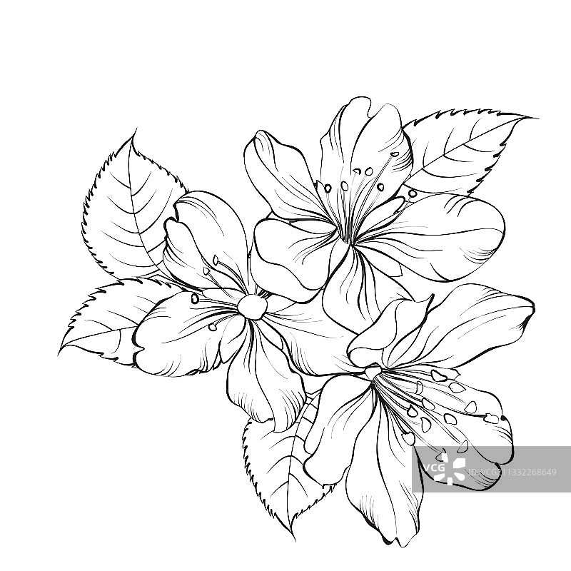 白色背景上的盛开樱花轮廓图片素材