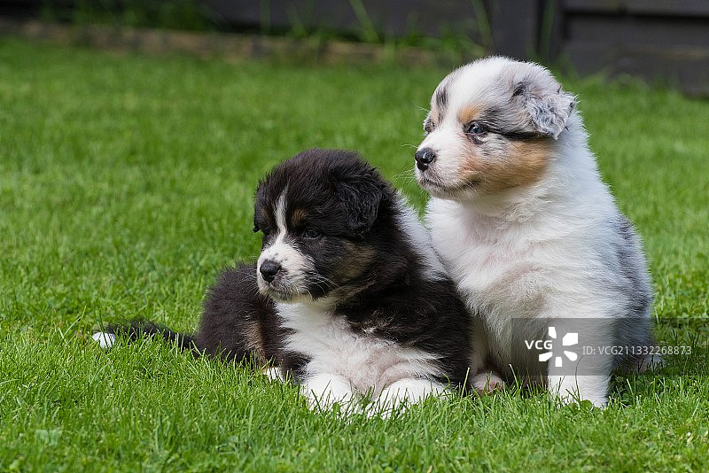 草地上的小狗特写图片素材