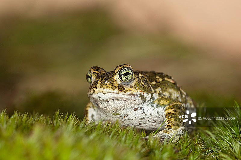 草地上的青蛙特写图片素材
