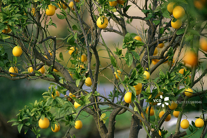 树上生长的橙色水果特写图片素材