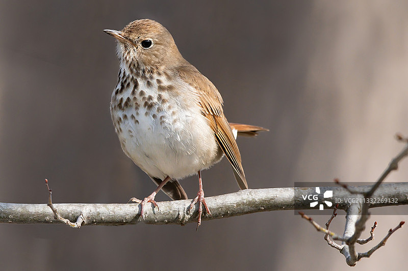 栖息在树枝上的歌鸫特写，加拿大多伦多图片素材