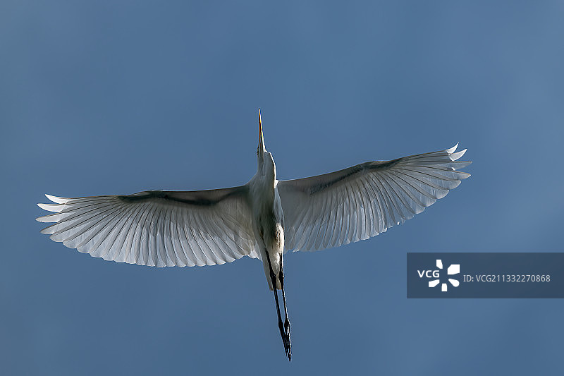 晴朗蓝天下飞翔的大白鹭的低角度景观图片素材