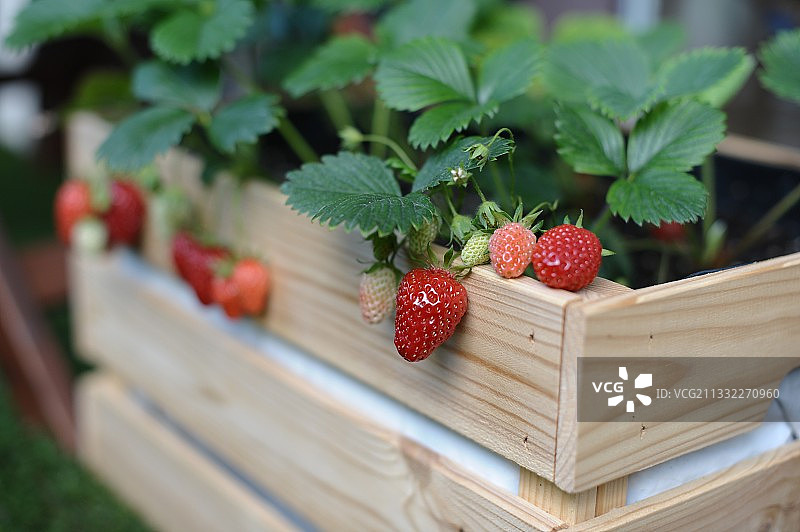 田野里生长的草莓特写图片素材