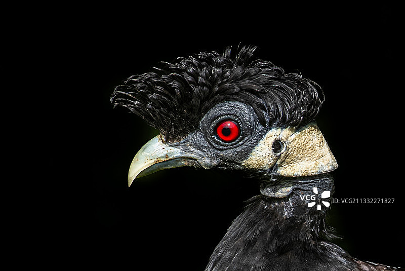 鸟的特写，位于南非伊西曼加利索湿地公园图片素材