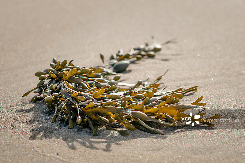 荷兰韦斯特卡佩勒海滩沙滩上的植物特写图片素材