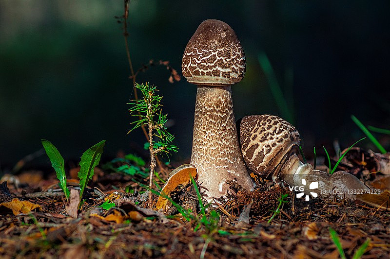 蘑菇生长在田野的特写图片素材
