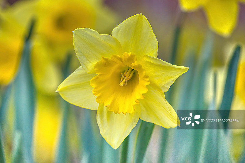 加拿大魁北克拉普莱里黄色水仙花特写图片素材