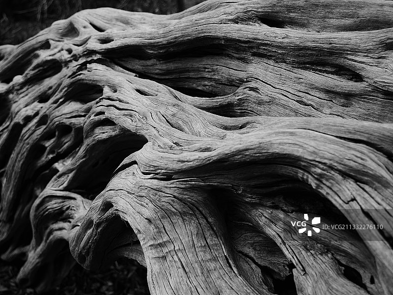 来自天然树桩的美丽图案，澳大利亚维多利亚州墨尔本图片素材