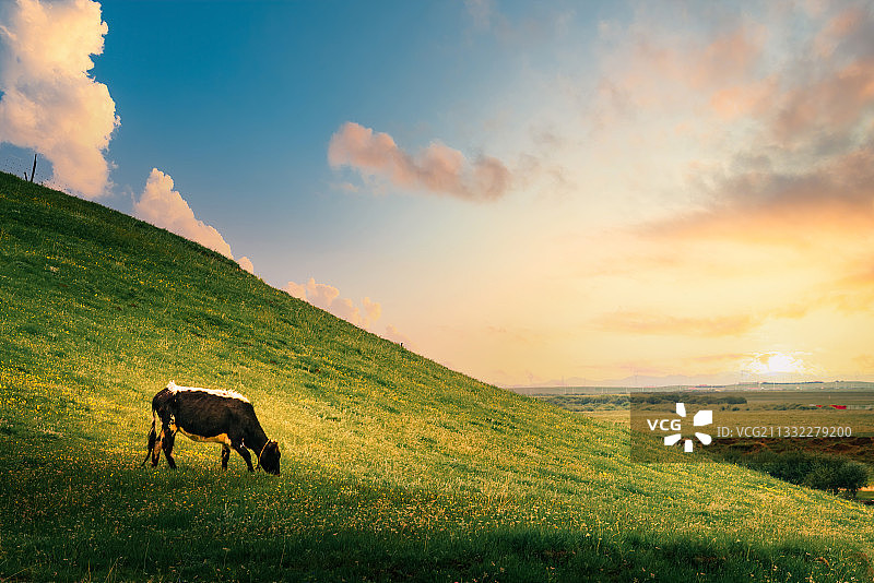 川西高原-日出时刻一头在草坡上吃草的牛图片素材