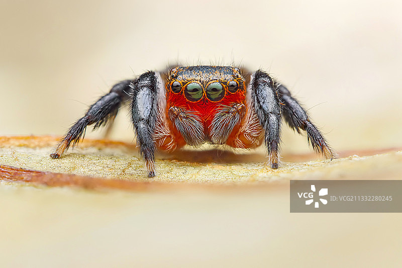 撒丁岛意大利树叶上的蜘蛛特写图片素材