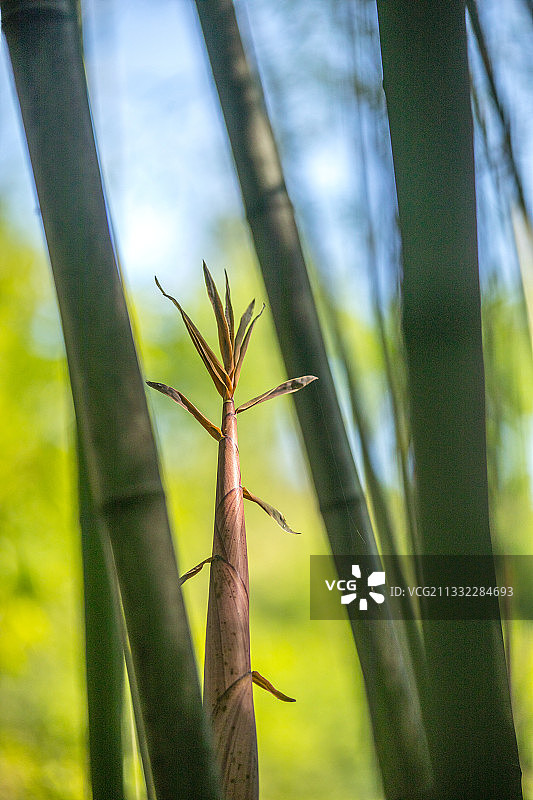 竹林里茁壮生长的新笋图片素材