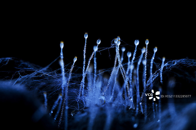 水玉霉图片素材