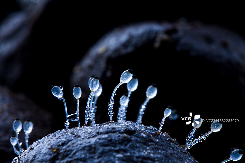 水玉霉图片素材