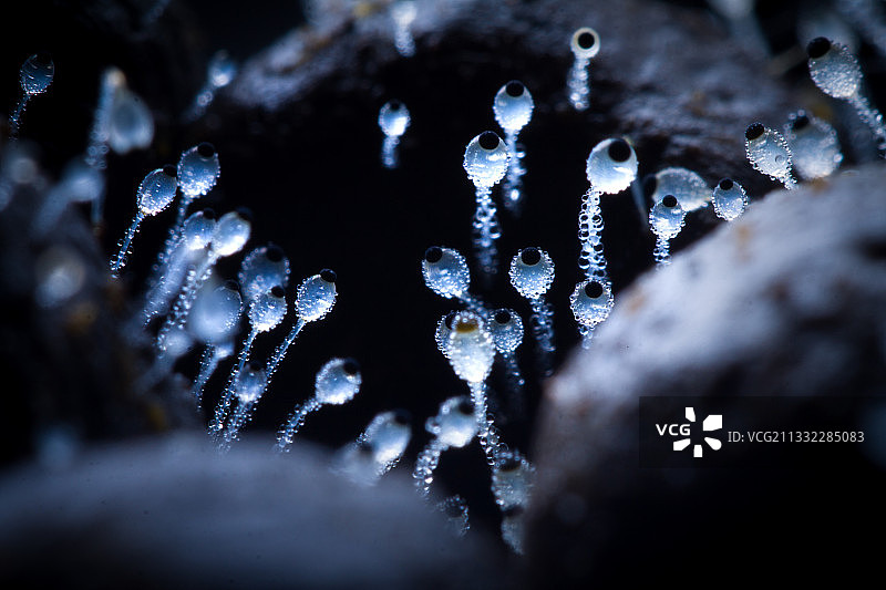 水玉霉图片素材