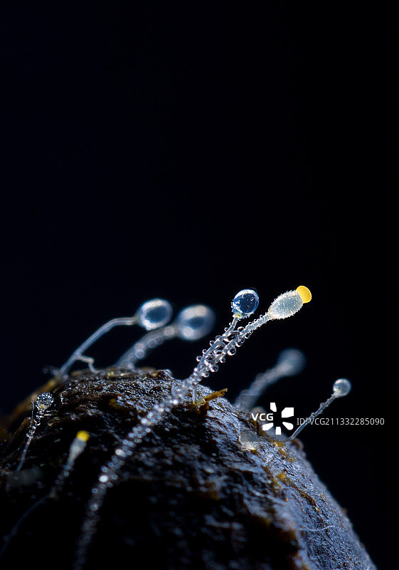 水玉霉图片素材