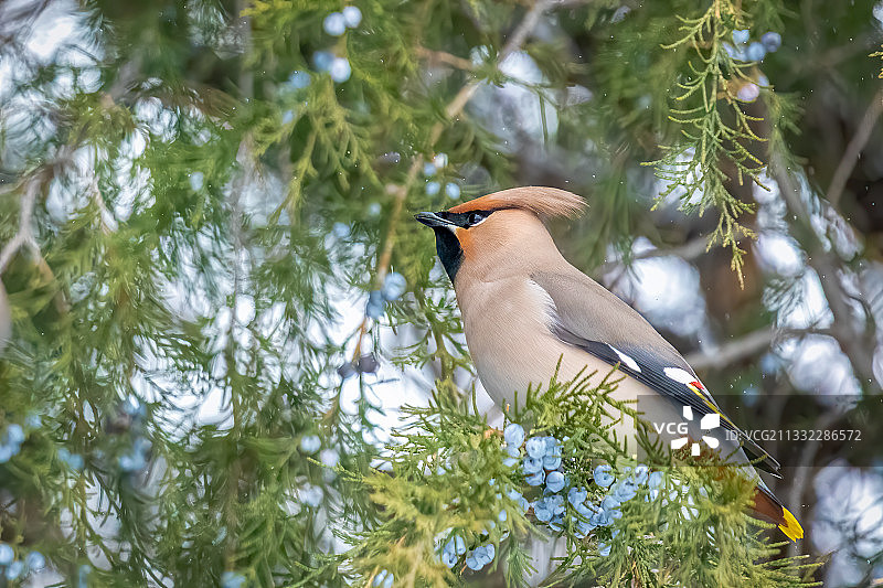 太平鸟图片素材