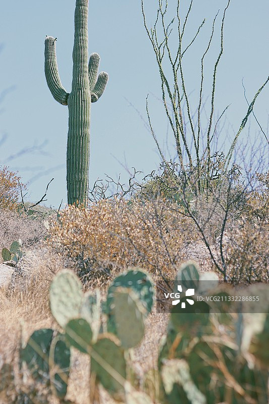 仙人掌在土地上生长的特写，位于美国亚利桑那州萨瓜罗国家公园图片素材