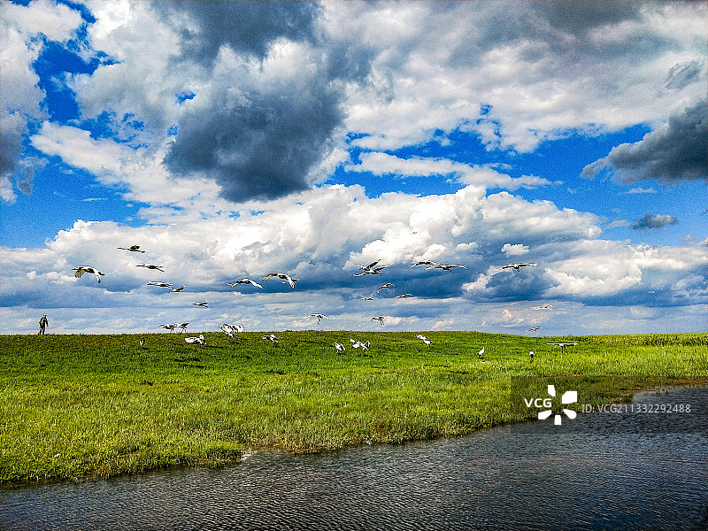 扎龙湿地公园水草丰美，丹顶鹤振翅高飞。图片素材