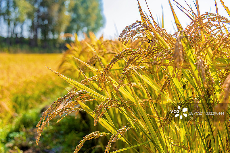 田地里成熟的水稻稻穗图片素材