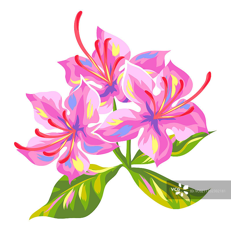 热带杜鹃花图片素材