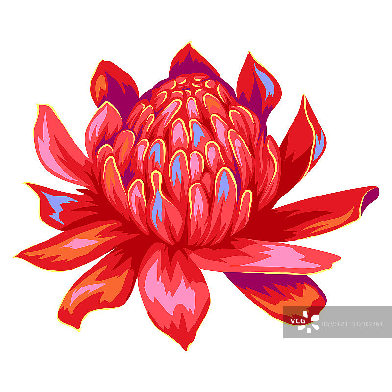 热带火炬姜花图片素材