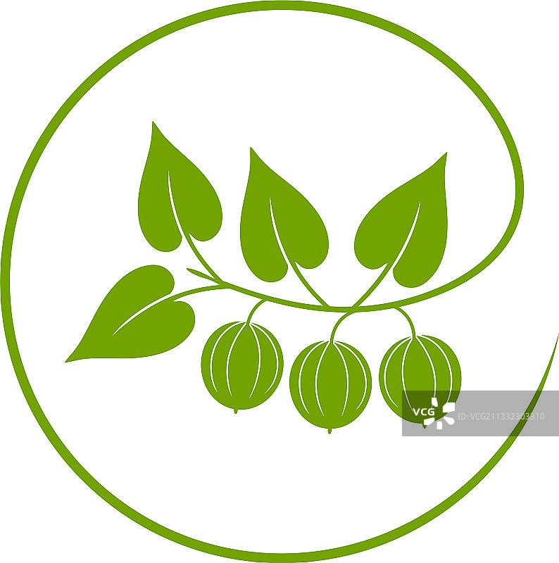 罗汉果图片素材