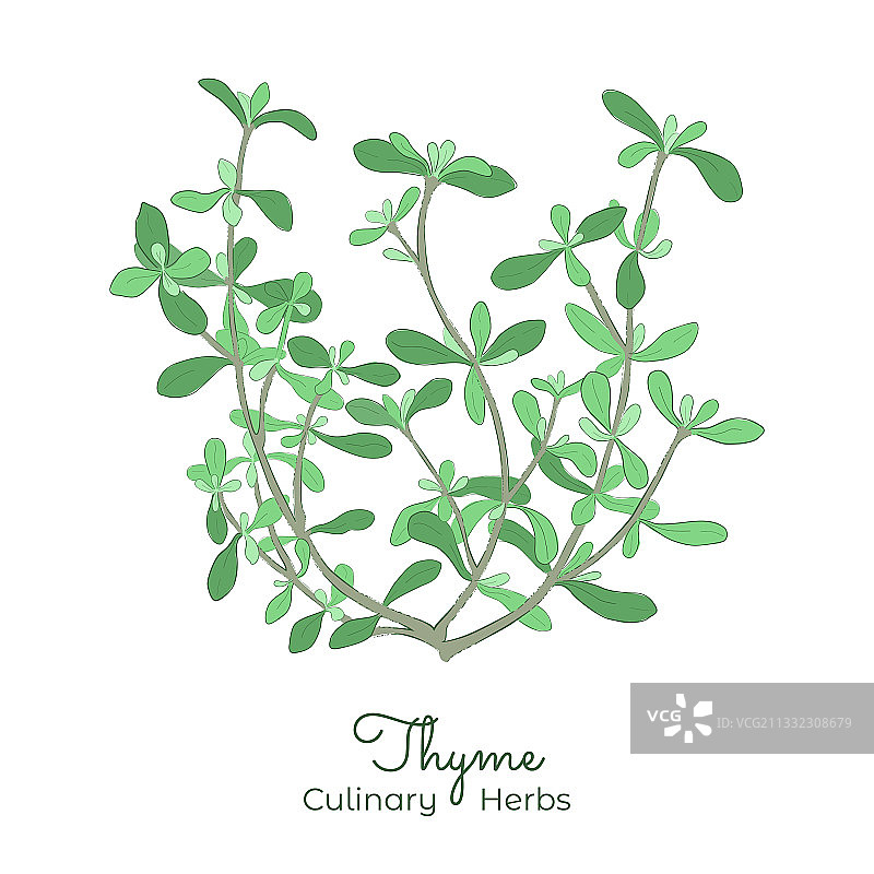 手绘百里香图片图片素材