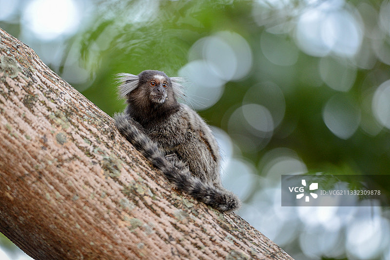 巴西，里约热内卢，白耳狨猴图片素材