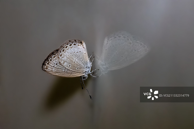 小小飞蛾图片素材