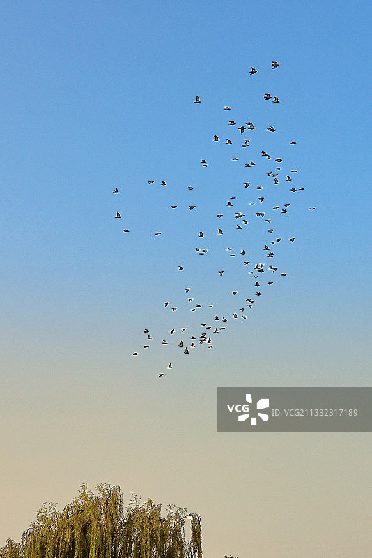 群鸟图片素材