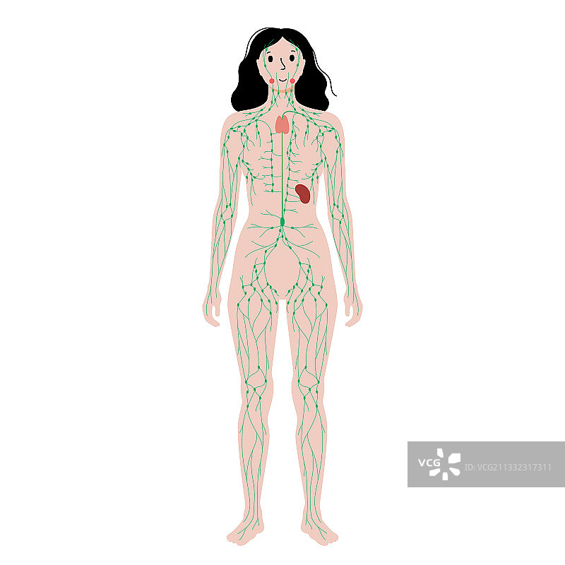人体淋巴系统图片素材