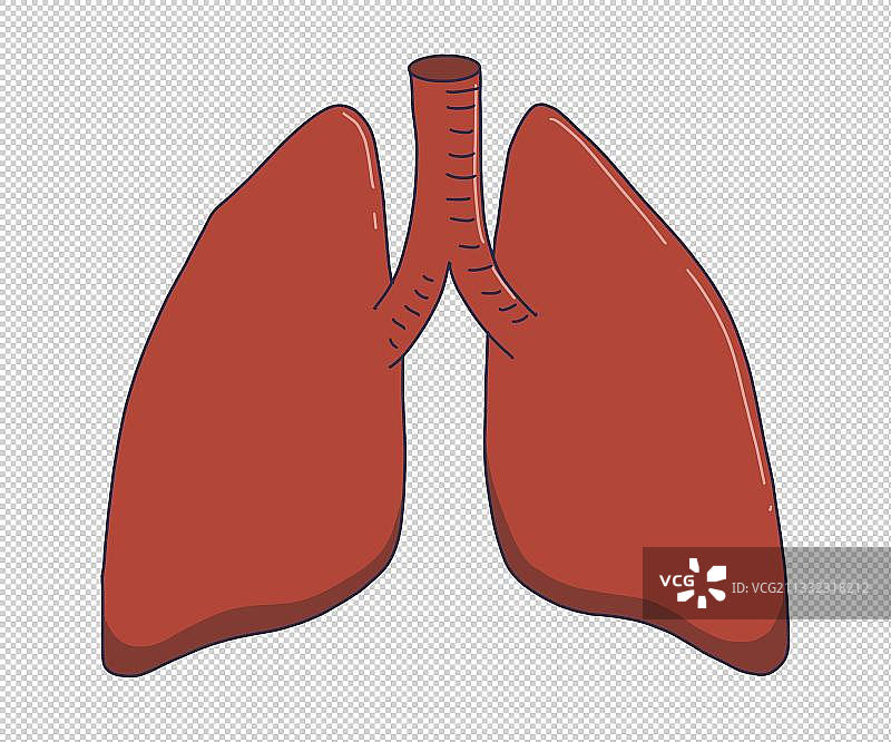 元素：肺部图片素材
