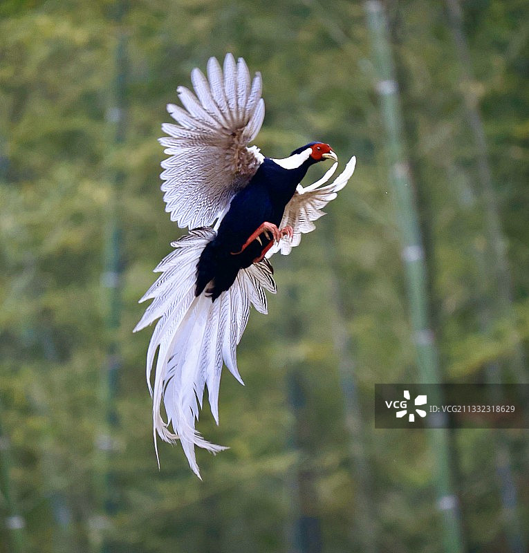 爱在霞光图片素材