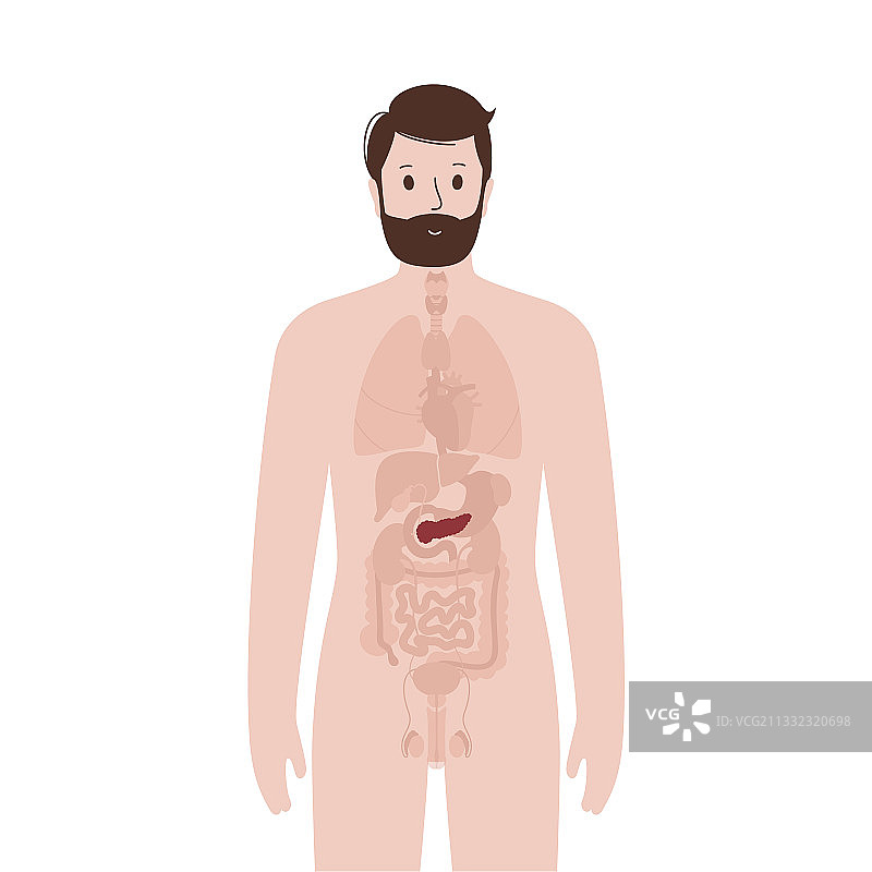 男性身体内部器官图片素材