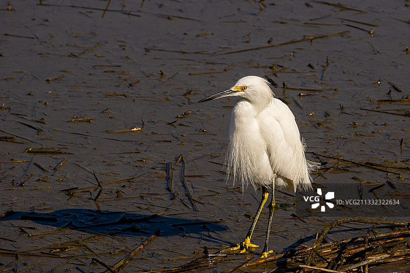 美国亨廷顿海滩州立公园，栖息在湖中的白鹭侧面图片素材