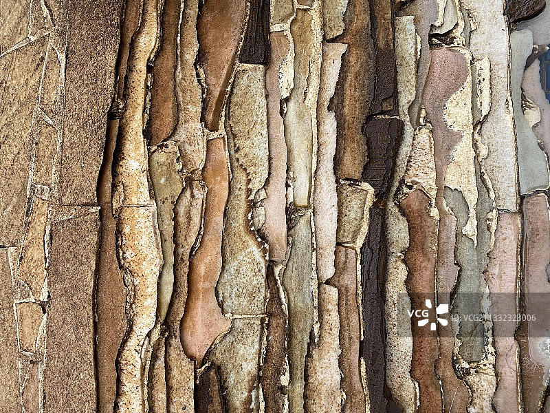 中国香港愉景湾树干全画幅照片图片素材