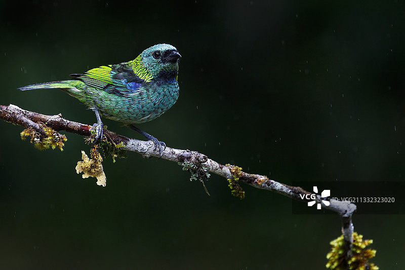 热带唐纳雀栖息在树枝上特写，巴西米拉卡图图片素材