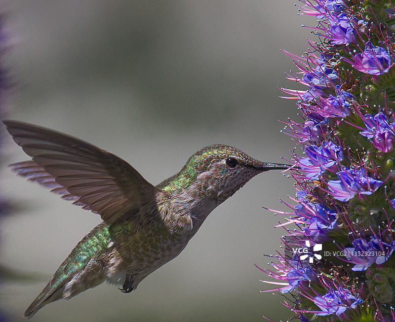 蜂鸟在紫色花朵旁飞行的特写图片素材