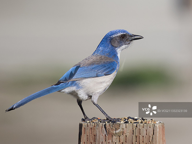 松鸦栖息在木桩上的特写图片素材