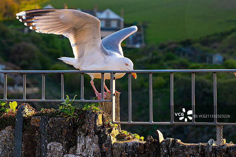 英国艾萨克港栏杆上的海鸥特写图片素材