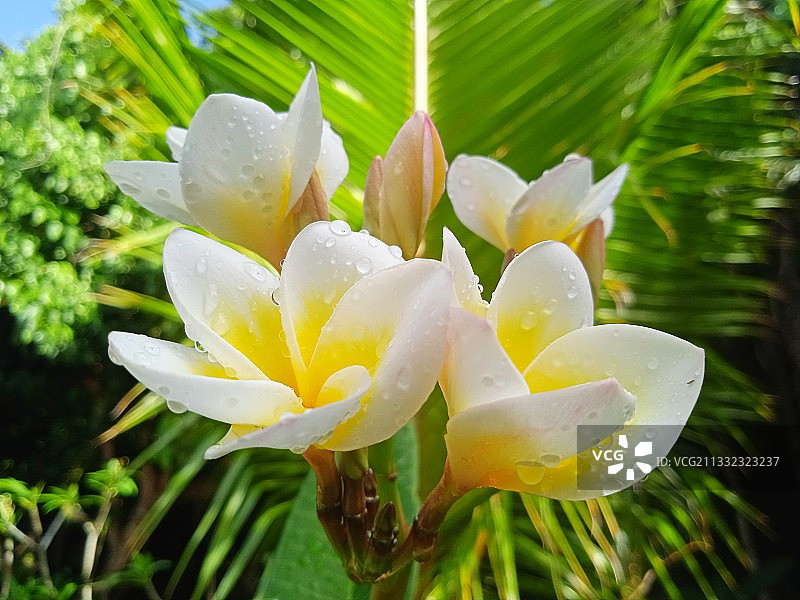 白色湿开花植物特写，印度尼西亚图片素材